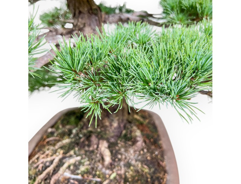 Pinus pentaphylla bonsai %separator% %category% conifers