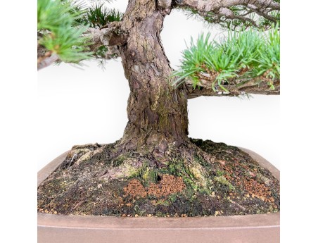Pinus pentaphylla Bonsai %separator% %category% Koniferen
