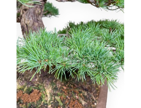 Bonsái de Pinus pentaphylla %separator% %category% coníferas