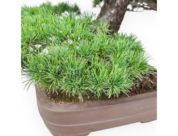 Bonsai di Pinus pentaphylla %separator% %category% conifere 2