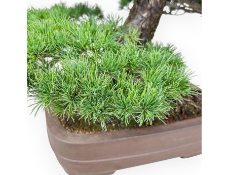 Bonsái de Pinus pentaphylla %separator% %category% coníferas