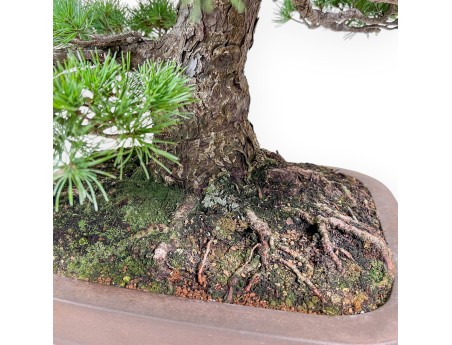 Bonsai di Pinus pentaphylla %separator% %category% conifere