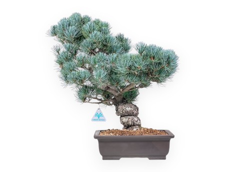 Pinus pentaphylla bonsai %separator% %category%