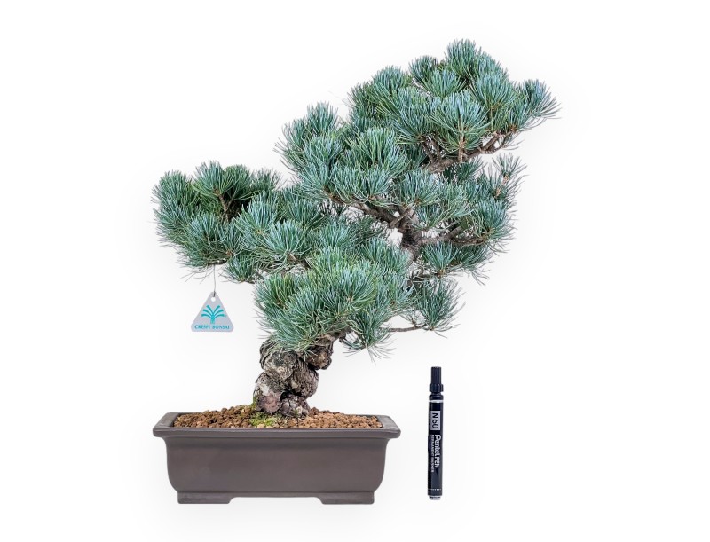 Pinus pentaphylla bonsai %separator% %category%