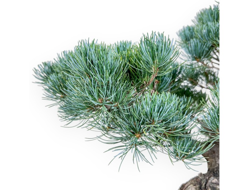 Pinus pentaphylla bonsai %separator% %category%
