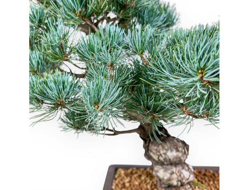 Bonsái de Pinus pentaphylla %separator% %category%