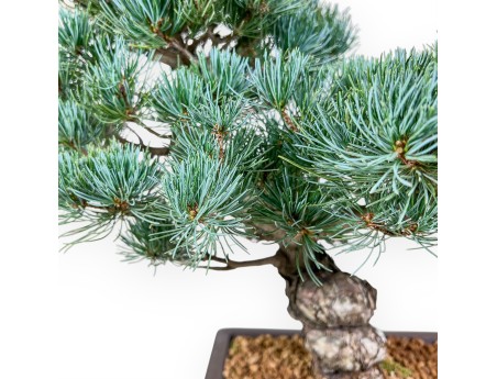 Pinus pentaphylla bonsai %separator% %category%