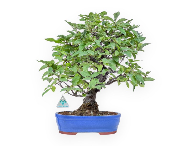 Carpinus orientalis bonsai %separator% %category%