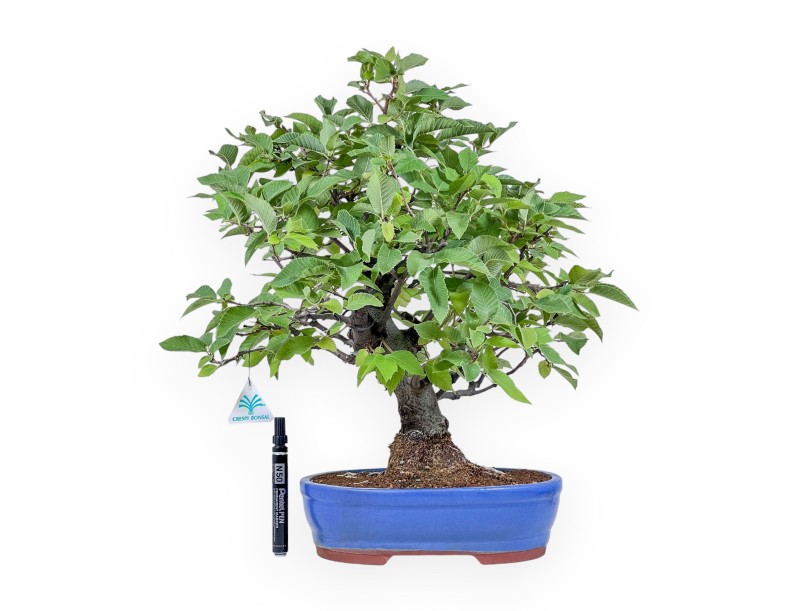 Bonsai di Carpinus orientalis %separator% %category%