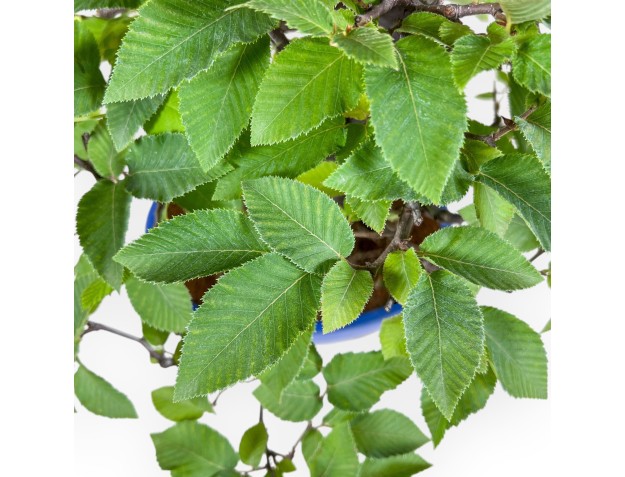 Bonsái de Carpinus orientalis %separator% %category% 2