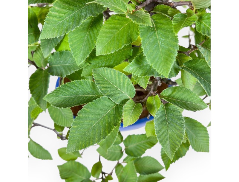 Bonsai di Carpinus orientalis %separator% %category%