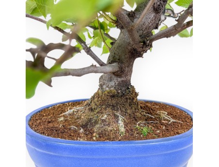 Bonsai di Carpinus orientalis %separator% %category%
