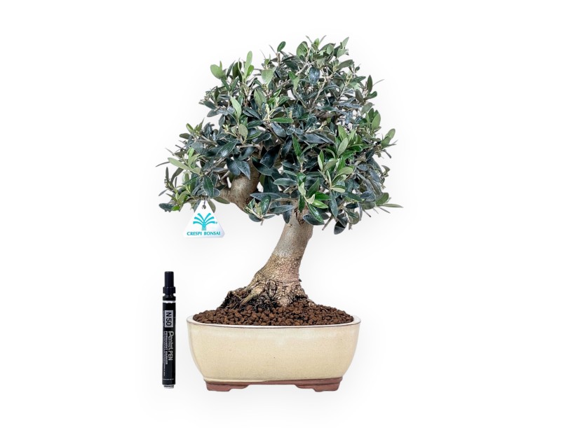 Bonsaï d'Olea europaea %separator% %category%