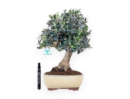 Bonsaï d'Olea europaea %separator% %category%