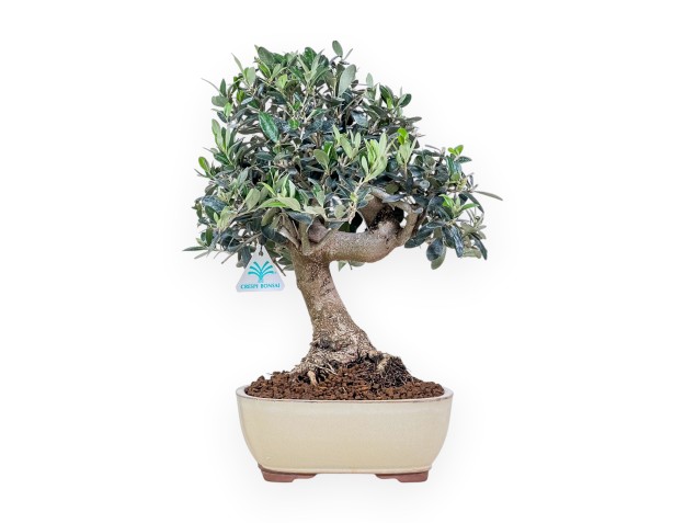 Bonsai di Olea europaea %separator% %category%