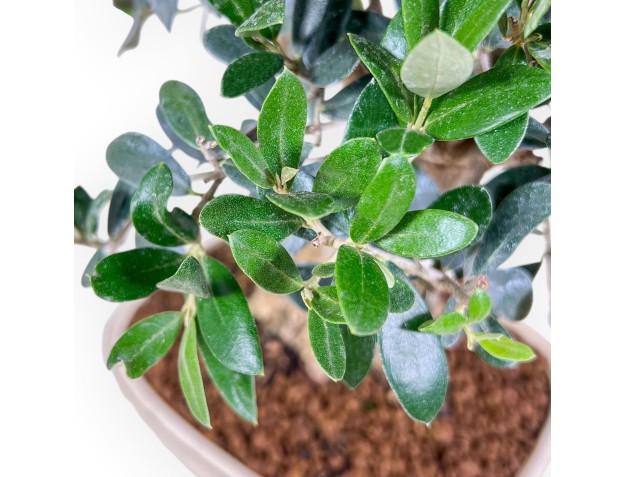 Bonsai di Olea europaea %separator% %category% 2