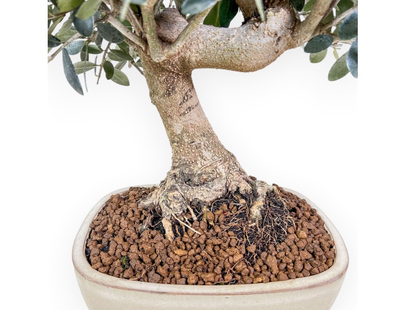 Bonsai aus Olea europaea %separator% %category%