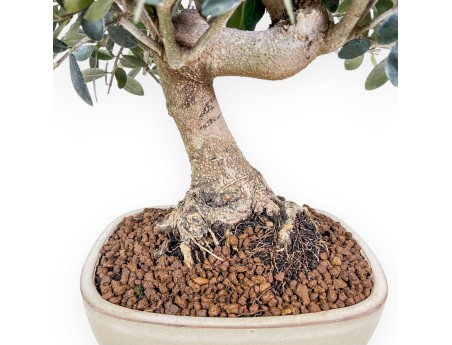 Bonsaï d'Olea europaea %separator% %category%