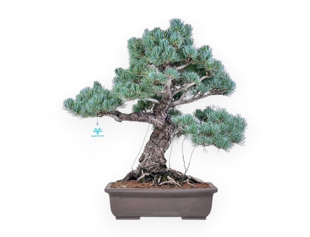Bonsái de Pinus pentaphylla %separator% %category%