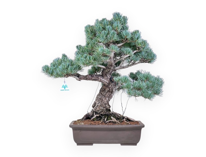 Bonsái de Pinus pentaphylla %separator% %category%