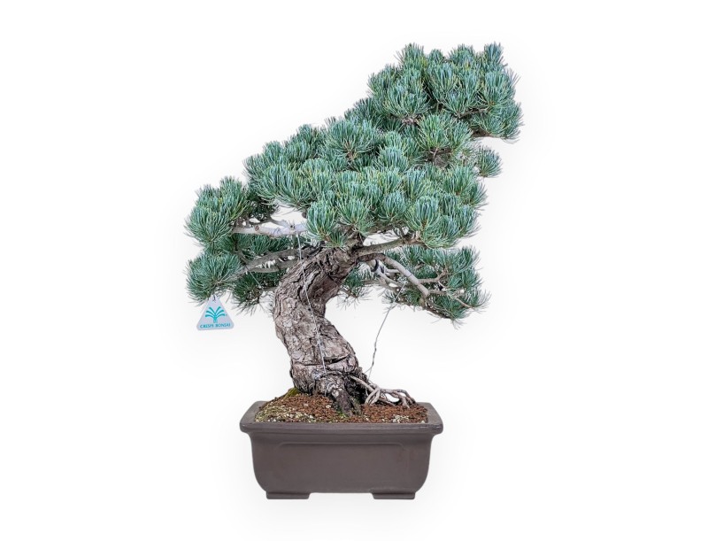 Bonsai di Pinus pentaphylla %separator% %category%