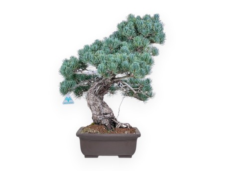 Bonsai di Pinus pentaphylla %separator% %category%
