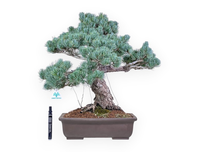 Pinus pentaphylla-Bonsai %separator% %category%