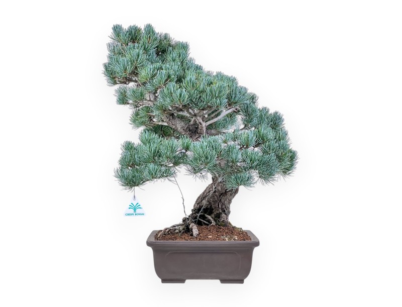Bonsái de Pinus pentaphylla %separator% %category%