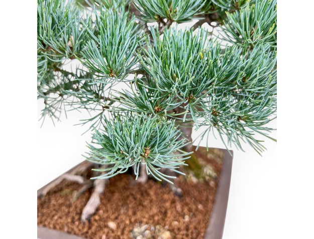 Pinus pentaphylla bonsai %separator% %category% 2