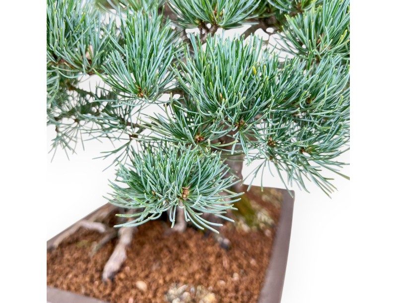 Bonsái de Pinus pentaphylla %separator% %category%