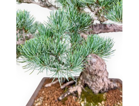 Bonsái de Pinus pentaphylla %separator% %category%