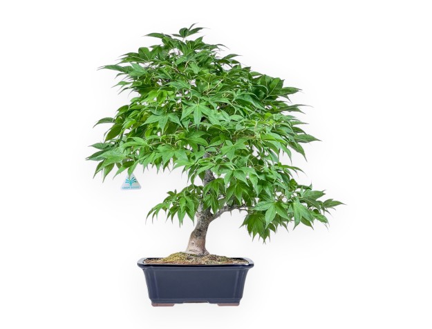 Acer palmatum Osakazuki Bonsai %separator% %category%