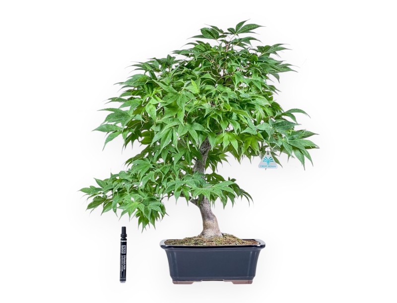 Bonsái de Acer palmatum osakazuki %separator% %category%