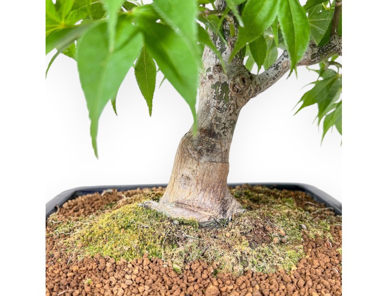 Bonsaï d'Acer palmatum osakazuki %separator% %category%