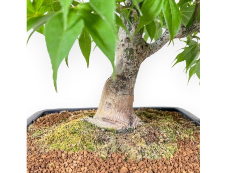 Bonsái de Acer palmatum osakazuki %separator% %category%