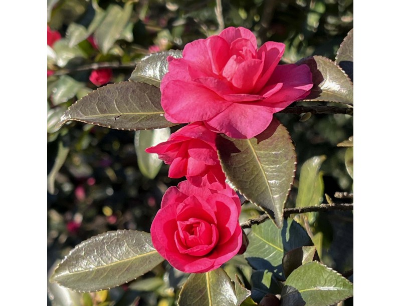 Camellia sasanqua - Camelia %separator% %category%