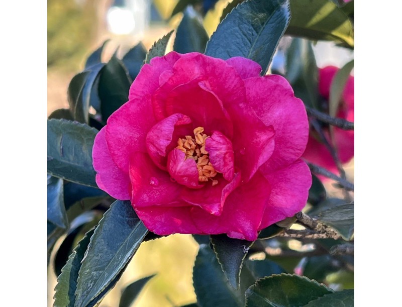 Camellia sasanqua - Camelia %separator% %category%