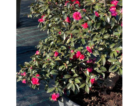 Camellia sasanqua - Camelia %separator% %category%