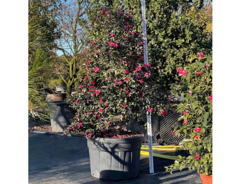 Camellia sasanqua - Camellia %separator% %category%