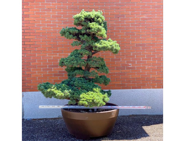 Pinus pentaphylla %separator% %category% 2