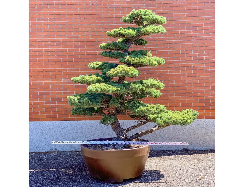Pinus pentaphylla %separator% %category%