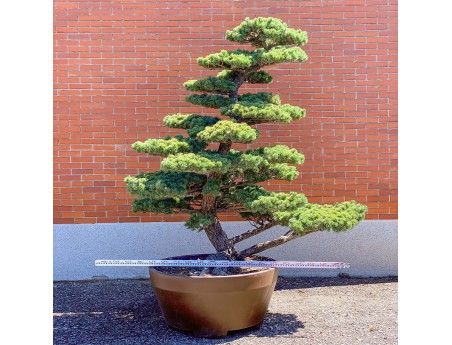 Pinus pentaphylla %separator% %category%