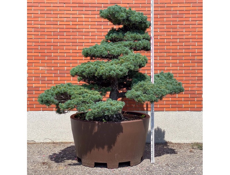 Pinus pentaphylla %separator% %category%