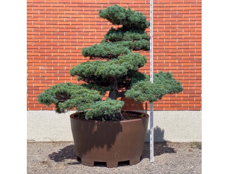Pinus pentaphylla %separator% %category%