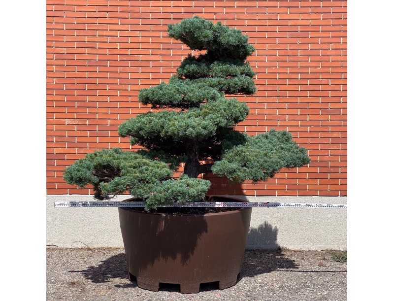 Pinus pentaphylla %separator% %category%