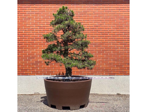 Pinus thunbergii kotobuki - Pino nero %separator% %category% 2