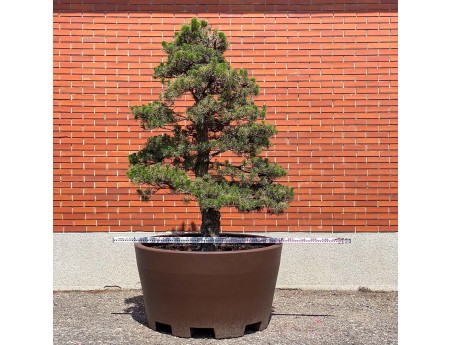 Pinus thunbergii kotobuki – Black pine %separator% %category%