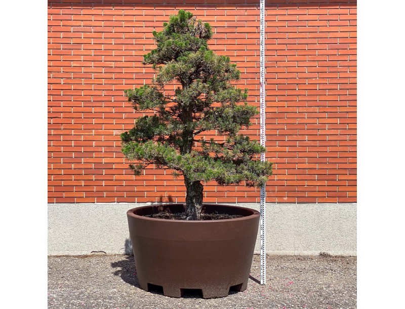 Pinus thunbergii kotobuki – Black pine %separator% %category%