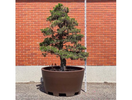 Pinus thunbergii kotobuki - Pino nero %separator% %category%