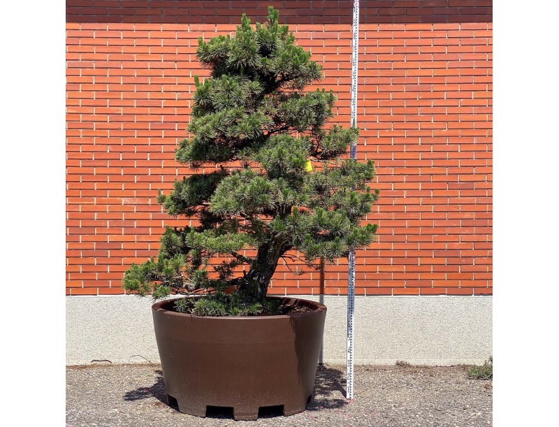 Pinus thunbergii kotobuki - Pino nero %separator% %category%